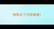 狗狗五个月隐睾硬