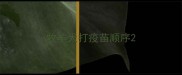 牧羊犬打疫苗顺序