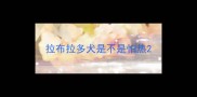 拉布拉多犬是不是怕热