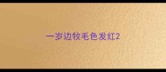 一岁边牧毛色发红