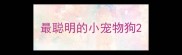最聪明的小宠物狗