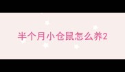 半个月小仓鼠怎么养