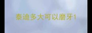 泰迪多大可以磨牙