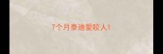 7个月泰迪爱咬人