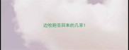 边牧跑丢回来的几率
