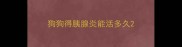 狗狗得胰腺炎能活多久