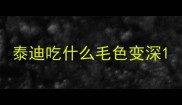 泰迪吃什么毛色变深