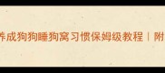 幼犬必看3周养成狗狗睡狗窝习惯保姆级教程附睡眠训练避坑指南