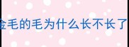 金毛的毛为什么长不长了