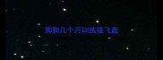 狗狗几个月训练接飞盘