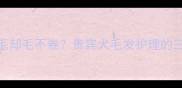 小泰迪不掉毛却毛不卷贵宾犬毛发护理的三大核心要素