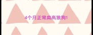 4个月正常肩高狼狗