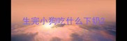 生完小狗吃什么下奶