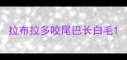 拉布拉多咬尾巴长白毛