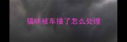 猫咪被车撞了怎么处理