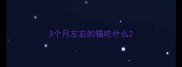 3个月左右的猫吃什么