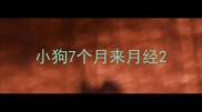 小狗7个月来月经
