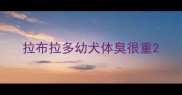 拉布拉多幼犬体臭很重