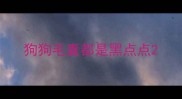 狗狗毛囊都是黑点点