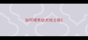 如何喂养幼犬哈士奇