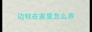 边牧在家里怎么养
