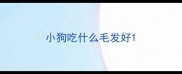 小狗吃什么毛发好