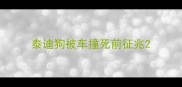 泰迪狗被车撞死前征兆