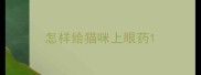 怎样给猫咪上眼药