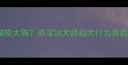 小狗为何频繁咬大狗资深训犬师幼犬行为背后的六大诱因