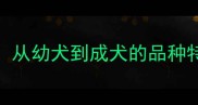 母边牧成长全从幼犬到成犬的品种特性与饲养指南