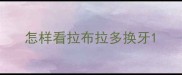 怎样看拉布拉多换牙