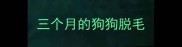 三个月的狗狗脱毛