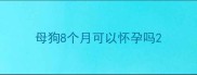 母狗8个月可以怀孕吗