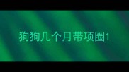 狗狗几个月带项圈