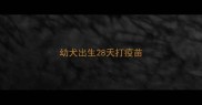 幼犬出生28天打疫苗
