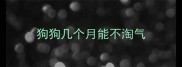 狗狗几个月能不淘气