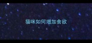 猫咪如何增加食欲