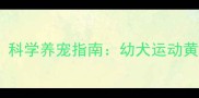 贵宾犬几个月可以跑科学养宠指南幼犬运动黄金期与注意事项全