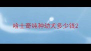 哈士奇纯种幼犬多少钱