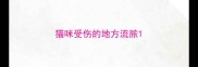猫咪受伤的地方流脓