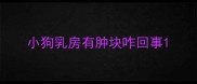 小狗乳房有肿块咋回事