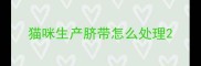猫咪生产脐带怎么处理