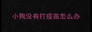 小狗没有打疫苗怎么办