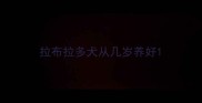 拉布拉多犬从几岁养好