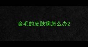 金毛的皮肤病怎么办