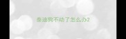 泰迪狗不动了怎么办