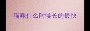 猫咪什么时候长的最快