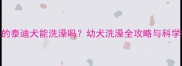 一个月大的泰迪犬能洗澡吗幼犬洗澡全攻略与科学护理指南