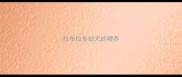 拉布拉多幼犬的喂养