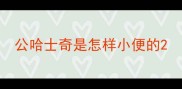 公哈士奇是怎样小便的
